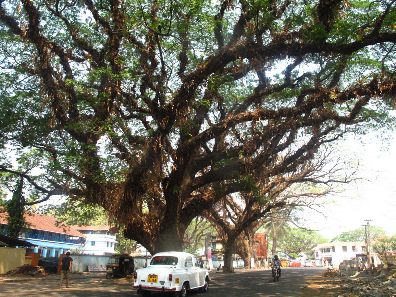 Kochi (Kerala, sud)