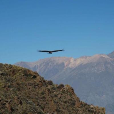 Condors