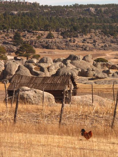 Coq Tarahumara