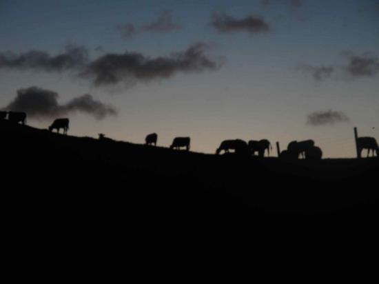 Vaches en ombres chinoises