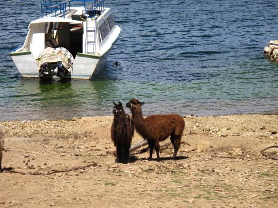 Llama bronzant sur la page