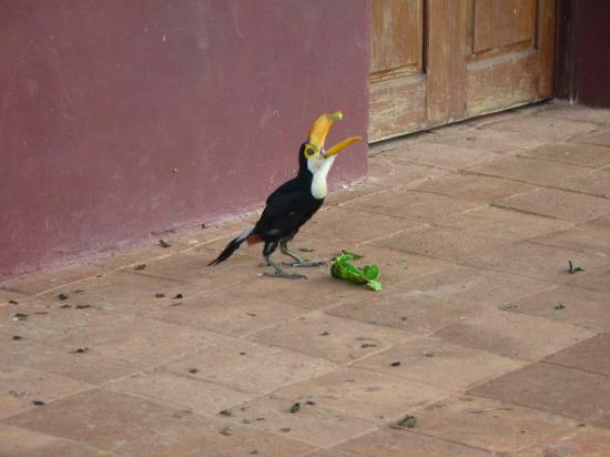 Toucan tout seul