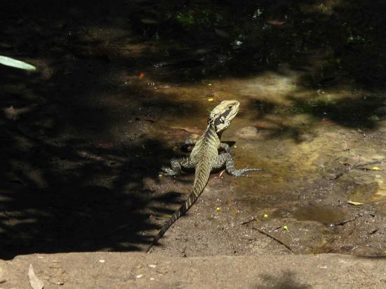 Varan au bord du chemin